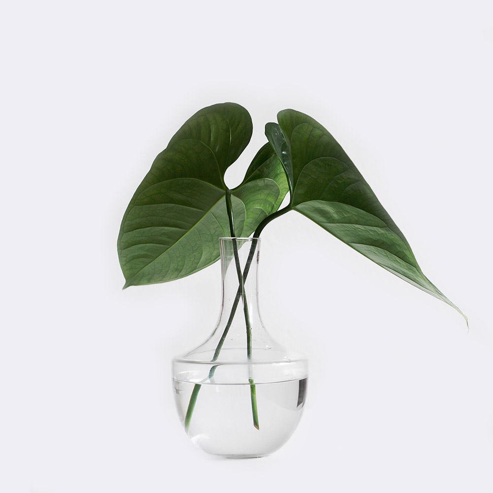 Store plant1 free img